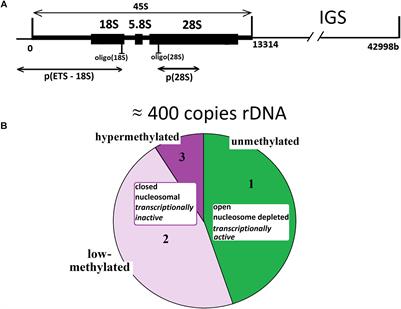 Copy Number of Human Ribosomal Genes With Aging: Unchanged Mean, but Narrowed Range and Decreased Variance in Elderly Group